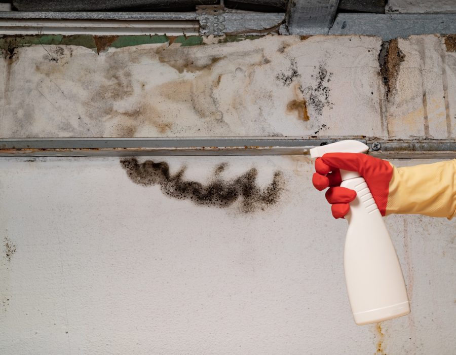 Human found mold on wall , in your residential building after renovation. a hand in a bathrobe and a protective glove holds a spray gun with an anti-mold agent. big mold on the wall